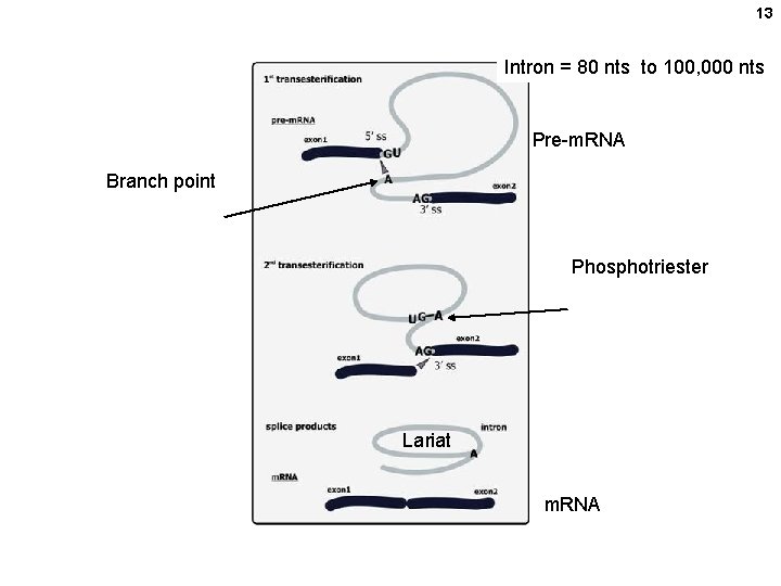 13 Intron = 80 nts to 100, 000 nts Pre-m. RNA Branch point Phosphotriester