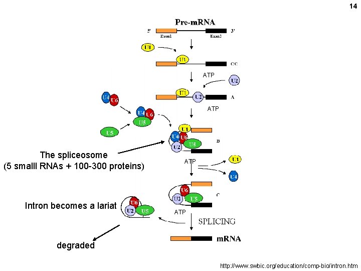 14 ATP The spliceosome (5 smalll RNAs + 100 -300 proteins) Intron becomes a