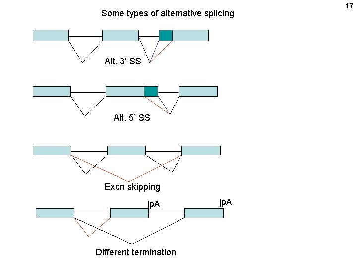 Some types of alternative splicing Alt. 3’ SS Alt. 5’ SS Exon skipping |p.