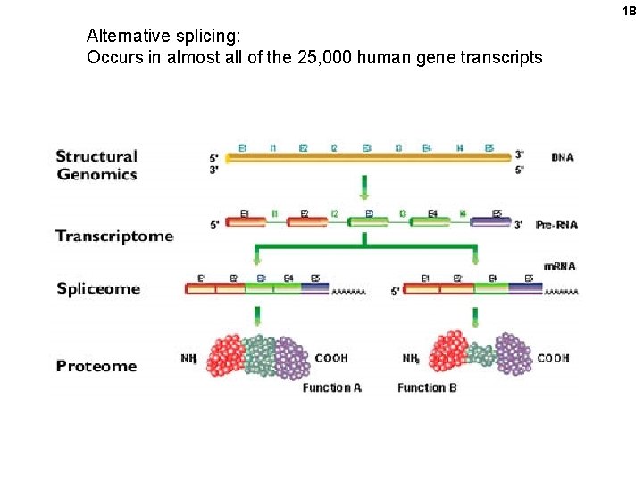 18 Alternative splicing: Occurs in almost all of the 25, 000 human gene transcripts