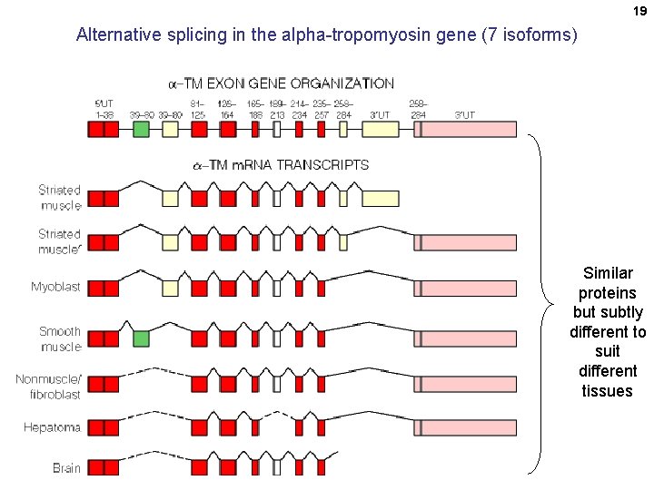 19 Alternative splicing in the alpha-tropomyosin gene (7 isoforms) Similar proteins but subtly different