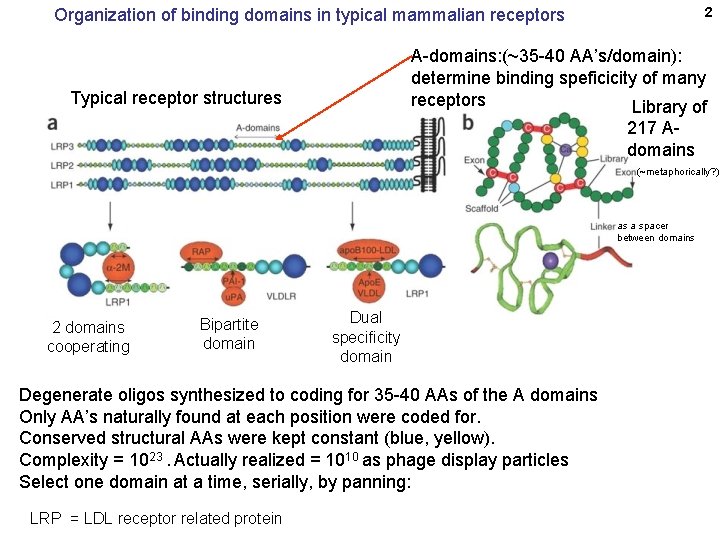 2 Organization of binding domains in typical mammalian receptors A-domains: (~35 -40 AA’s/domain): determine