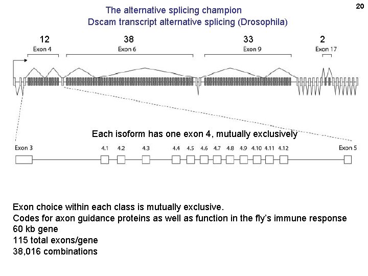 20 The alternative splicing champion Dscam transcript alternative splicing (Drosophila) 12 38 33 2