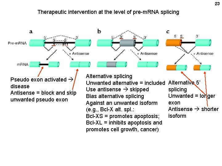 23 Therapeutic intervention at the level of pre-m. RNA splicing Pseudo exon activated disease