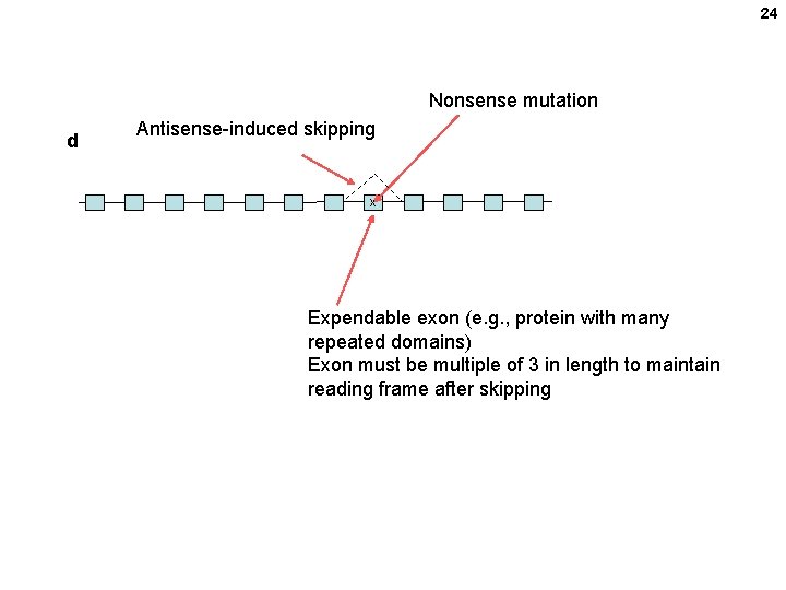 24 Nonsense mutation d Antisense-induced skipping x Expendable exon (e. g. , protein with