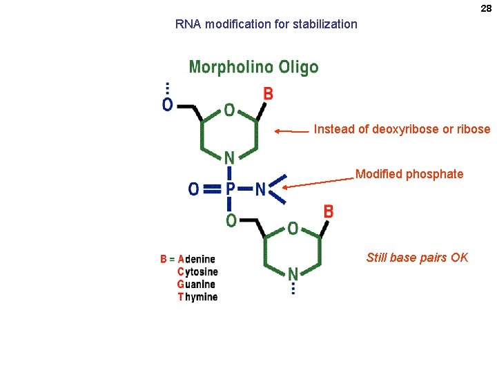 28 RNA modification for stabilization Instead of deoxyribose or ribose Modified phosphate Still base