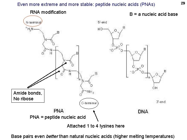 Even more extreme and more stable: peptide nucleic acids (PNAs) RNA modification B =