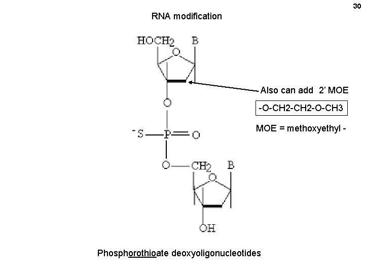 30 RNA modification Also can add 2’ MOE -O-CH 2 -O-CH 3 MOE =
