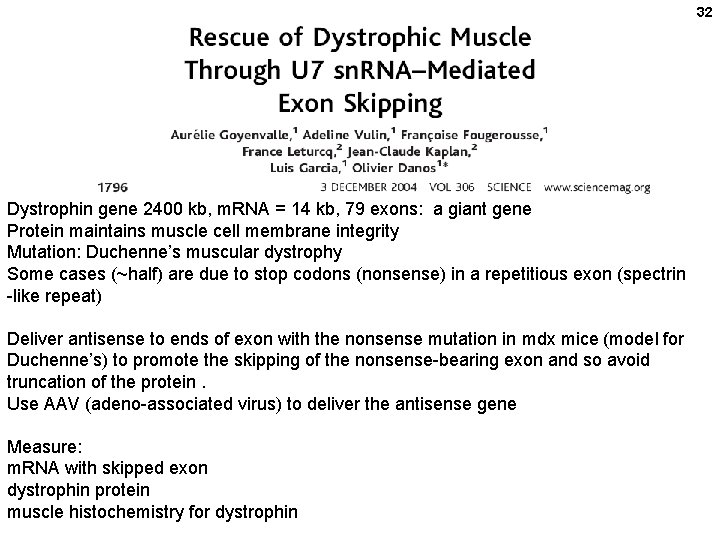 32 Dystrophin gene 2400 kb, m. RNA = 14 kb, 79 exons: a giant