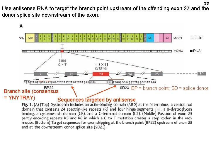 33 Use antisense RNA to target the branch point upstream of the offending exon