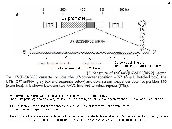 34 U 7 promoter compl. to splice donor site compl. to branch Double target