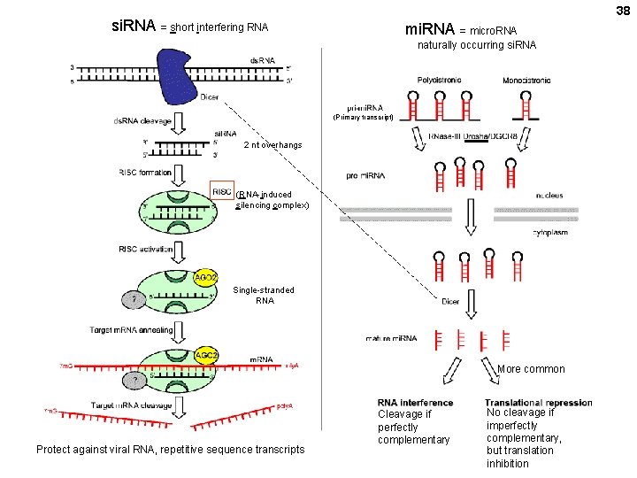 38 si. RNA = short interfering RNA mi. RNA = micro. RNA naturally occurring