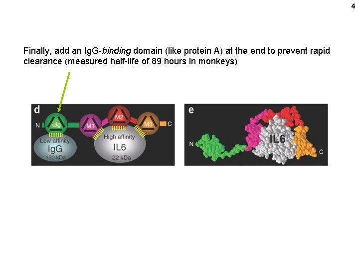 4 Finally, add an Ig. G-binding domain (like protein A) at the end to
