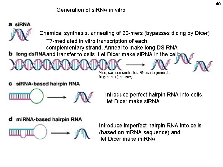 40 Generation of si. RNA in vitro Chemical synthesis, annealing of 22 -mers (bypasses