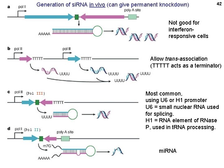 Generation of si. RNA in vivo (can give permanent knockdown) 42 Not good for