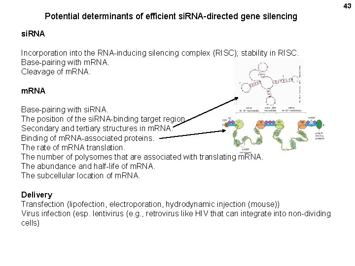 43 Potential determinants of efficient si. RNA-directed gene silencing si. RNA Incorporation into the