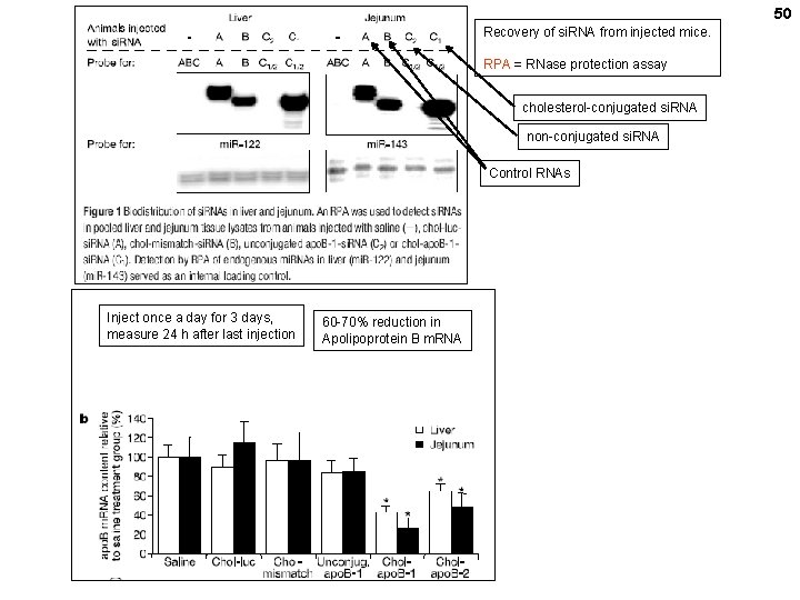 50 Recovery of si. RNA from injected mice. RPA = RNase protection assay cholesterol-conjugated