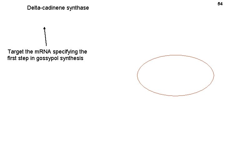 Delta-cadinene synthase Target the m. RNA specifying the first step in gossypol synthesis 54