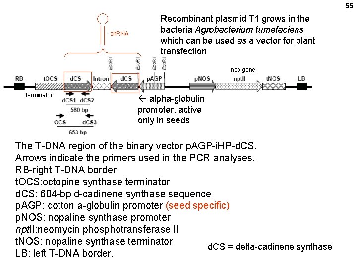 55 sh. RNA Recombinant plasmid T 1 grows in the bacteria Agrobacterium tumefaciens which