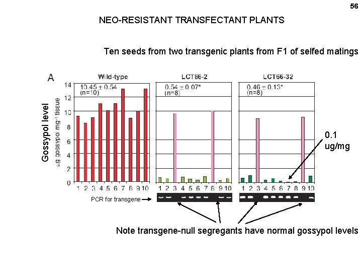 56 NEO-RESISTANT TRANSFECTANT PLANTS Gossypol level Ten seeds from two transgenic plants from F