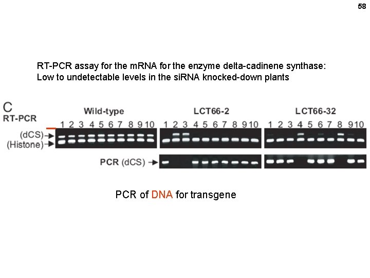 58 RT-PCR assay for the m. RNA for the enzyme delta-cadinene synthase: Low to