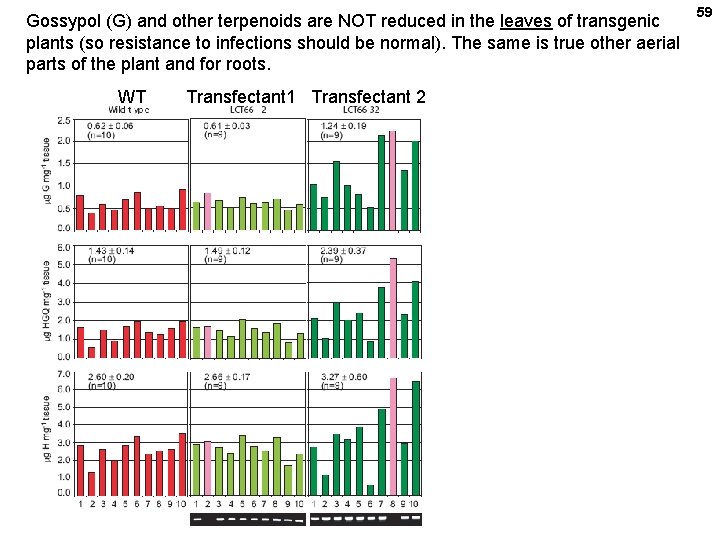 Gossypol (G) and other terpenoids are NOT reduced in the leaves of transgenic plants
