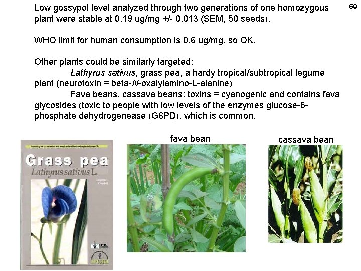 Low gossypol level analyzed through two generations of one homozygous plant were stable at