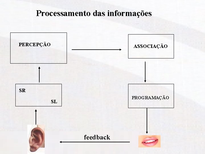 Processamento das informações PERCEPÇÃO ASSOCIAÇÃO SR PROGRAMAÇÃO SL feedback 