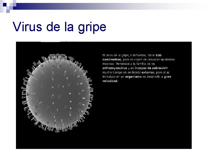 Virus de la gripe 