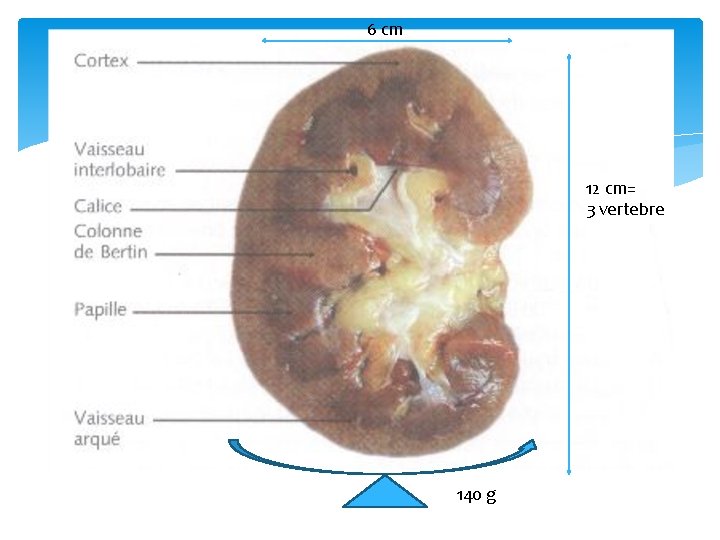 6 cm 12 cm= 3 vertebre 140 g 