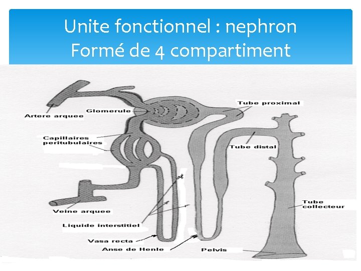 Unite fonctionnel : nephron Formé de 4 compartiment 