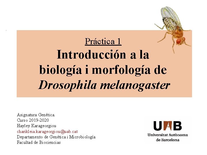 Práctica 1 Introducción a la biología i morfología de Drosophila melanogaster Asignatura Genética. Curso