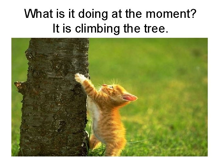 What is it doing at the moment? It is climbing the tree. 