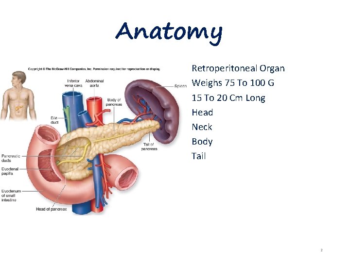 Anatomy Retroperitoneal Organ Weighs 75 To 100 G 15 To 20 Cm Long Head