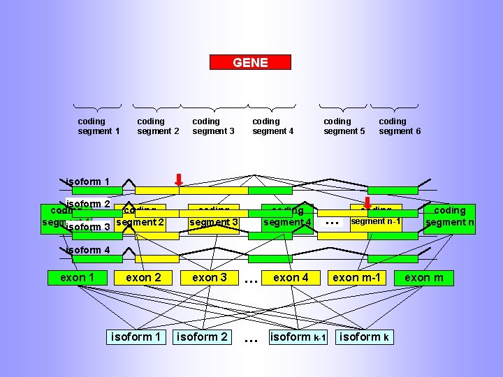 GENE coding segment 1 coding segment 2 coding segment 3 coding segment 4 coding