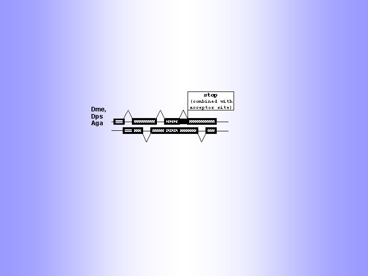 stop Dme, Dps Aga (combined with acceptor site) 