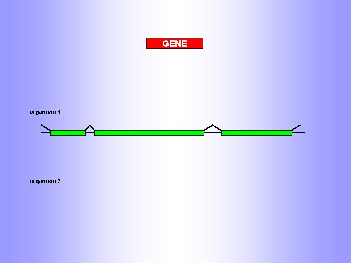 GENE organism 1 organism 2 