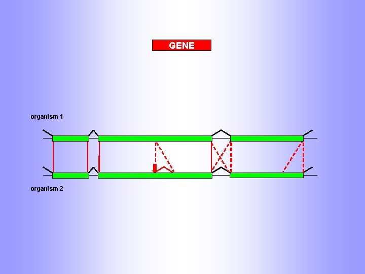 GENE organism 1 organism 2 