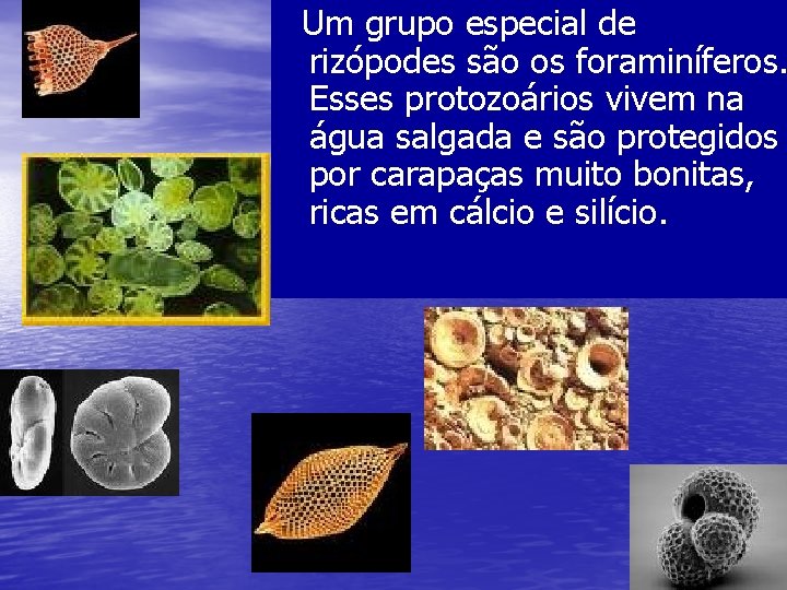 Um grupo especial de rizópodes são os foraminíferos. Esses protozoários vivem na água salgada