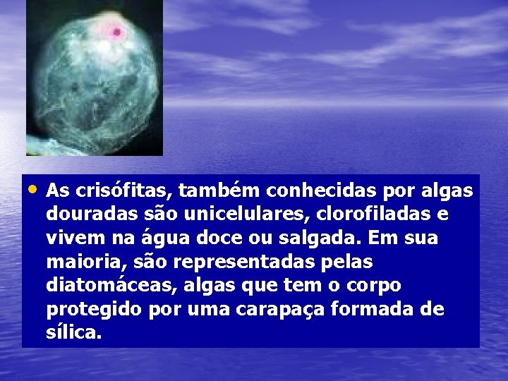  • As crisófitas, também conhecidas por algas douradas são unicelulares, clorofiladas e vivem