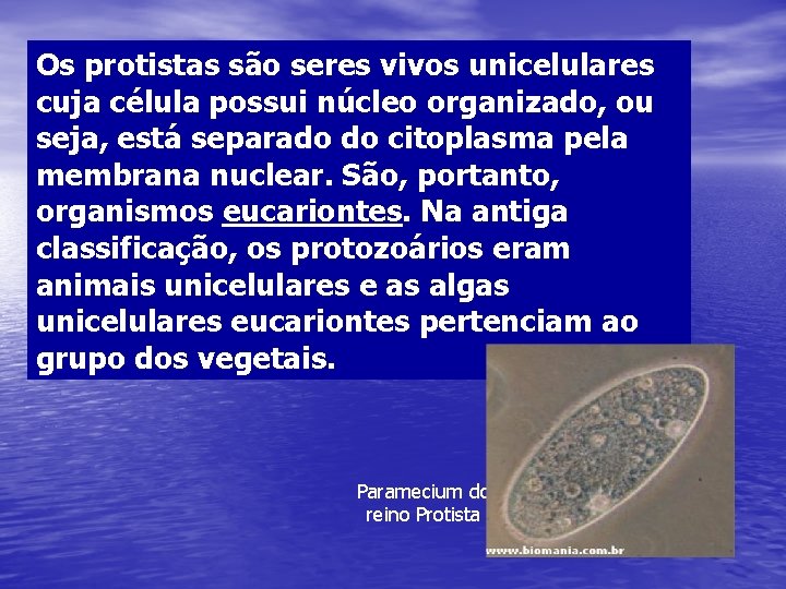 Os protistas são seres vivos unicelulares cuja célula possui núcleo organizado, ou seja, está