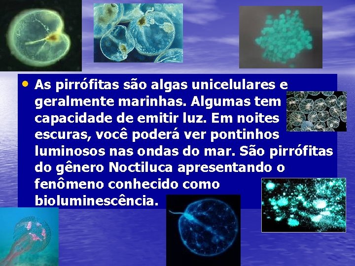  • As pirrófitas são algas unicelulares e geralmente marinhas. Algumas tem capacidade de