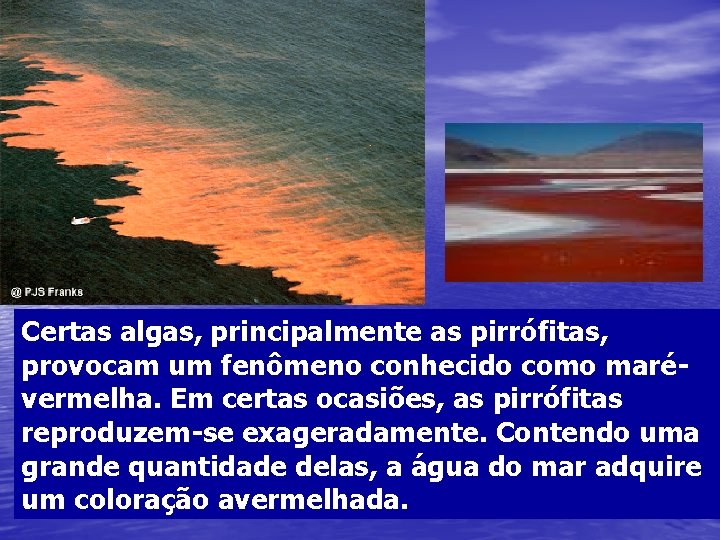 Certas algas, principalmente as pirrófitas, provocam um fenômeno conhecido como marévermelha. Em certas ocasiões,