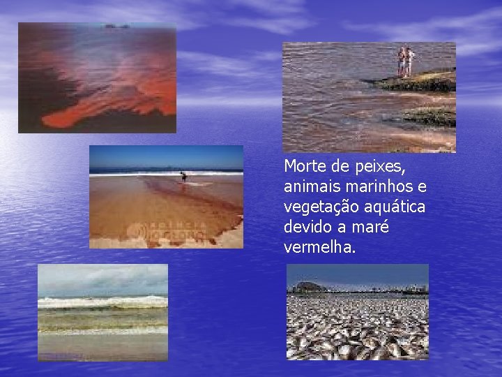 Morte de peixes, animais marinhos e vegetação aquática devido a maré vermelha. 