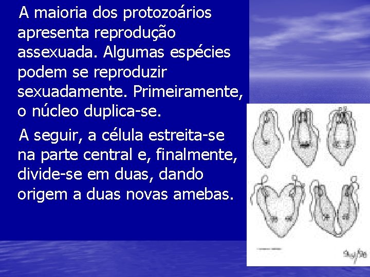 A maioria dos protozoários apresenta reprodução assexuada. Algumas espécies podem se reproduzir sexuadamente. Primeiramente,