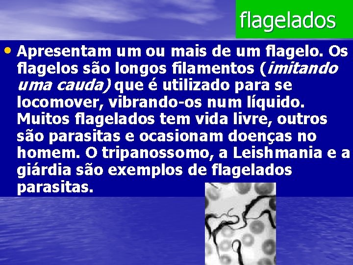 flagelados • Apresentam um ou mais de um flagelo. Os flagelos são longos filamentos