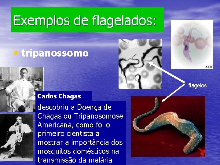 Exemplos de flagelados: • tripanossomo flagelos Carlos Chagas descobriu a Doença de Chagas ou