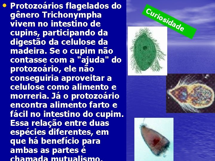  • Protozoários flagelados do gênero Trichonympha vivem no intestino de cupins, participando da