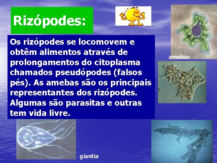 Rizópodes: Os rizópodes se locomovem e obtêm alimentos através de prolongamentos do citoplasma chamados