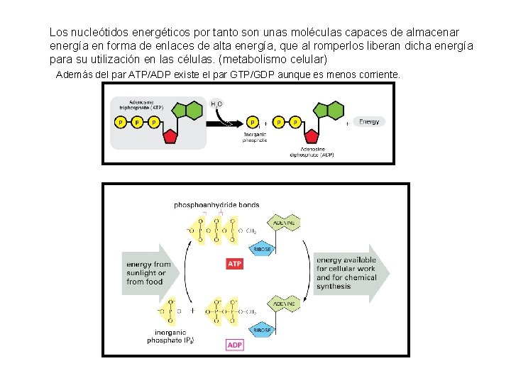 Los nucleótidos energéticos por tanto son unas moléculas capaces de almacenar energía en forma